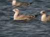 Caspian Gull at Paglesham Lagoon (Steve Arlow) (53353 bytes)